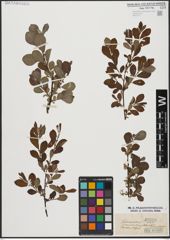 Foto von Salix aurita L.